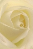 This intimate portrait draws you deep into the heart of a cream-white rose, each petal unfurling in a soft spiral as though you're nestled safely within its gentle embrace. The texture is whisper-light, reminiscent of petals adorned with morning dew-just like those found along the peaceful stretches near Ferry Lane in Tottenham Hale. Gentle shadows wind between ivory folds, lending depth and quiet drama to an otherwise serene composition. The entire mood is tranquil, evoking the peace of an early stroll through Markfield Park or the warmth of a heartfelt gesture gifted locally. For a florist, this rose represents the purest expression of reverence and grace-perfect for sharing sympathy, admiration, or celebrating new beginnings in the community. The close perspective captures not only the delicate beauty of the bloom, but also the thoughtful intent behind choosing such an elegant flower for a special Tottenham Hale moment, as if you could almost breathe in its subtle, sweet fragrance in the calm light of day.